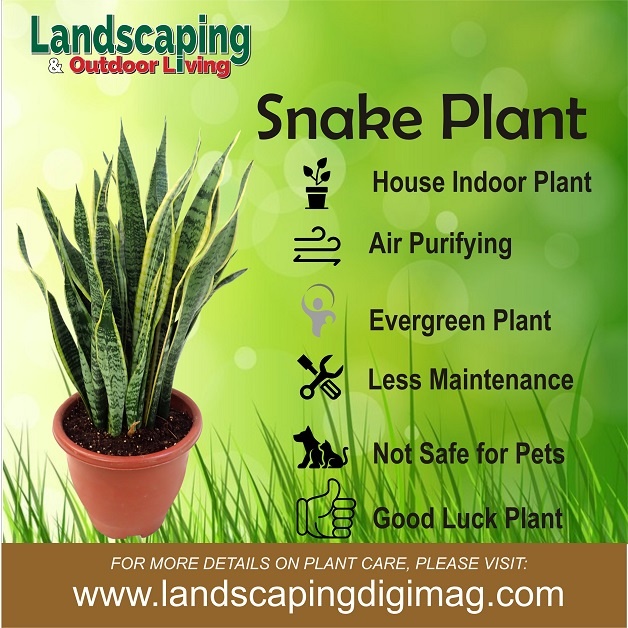Snake plant benefits